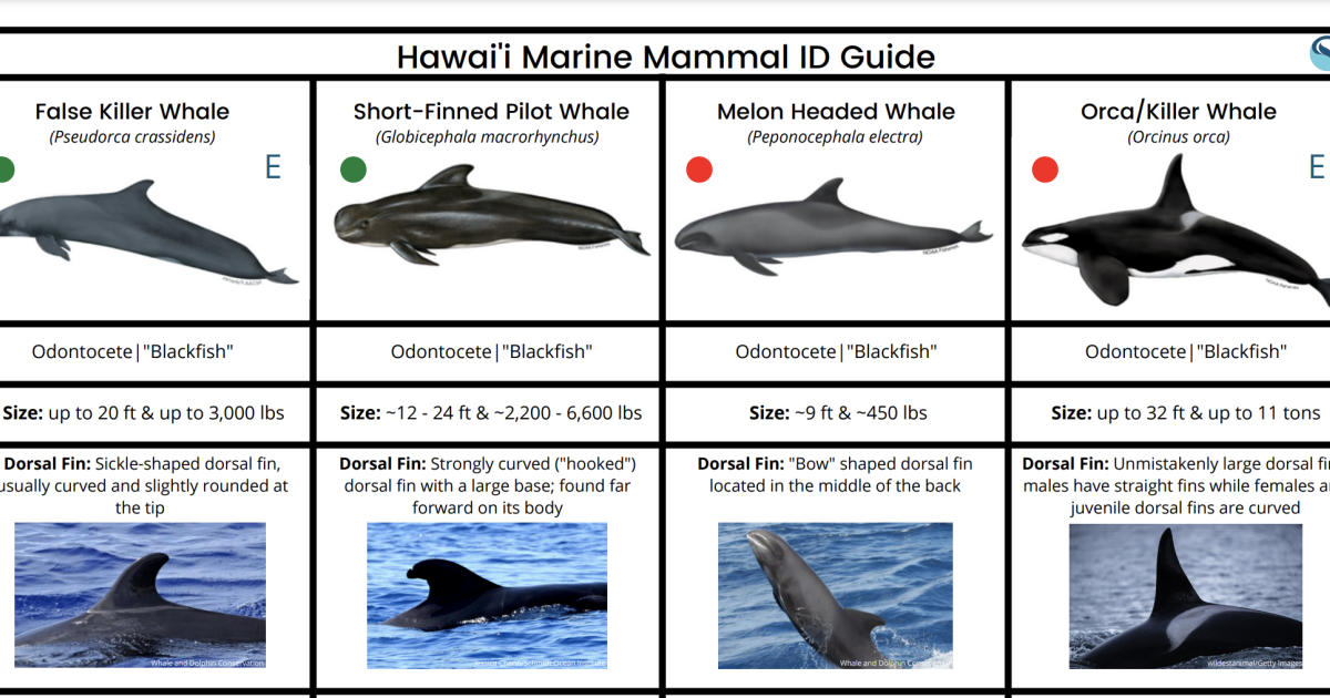 Marine Mammals of Hawai'i Photo Identification Guide Nautilus Live